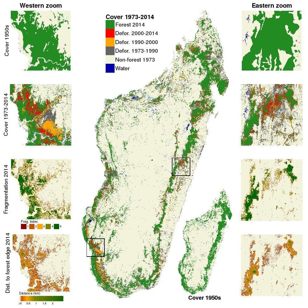 Madagaskar ormanların göster