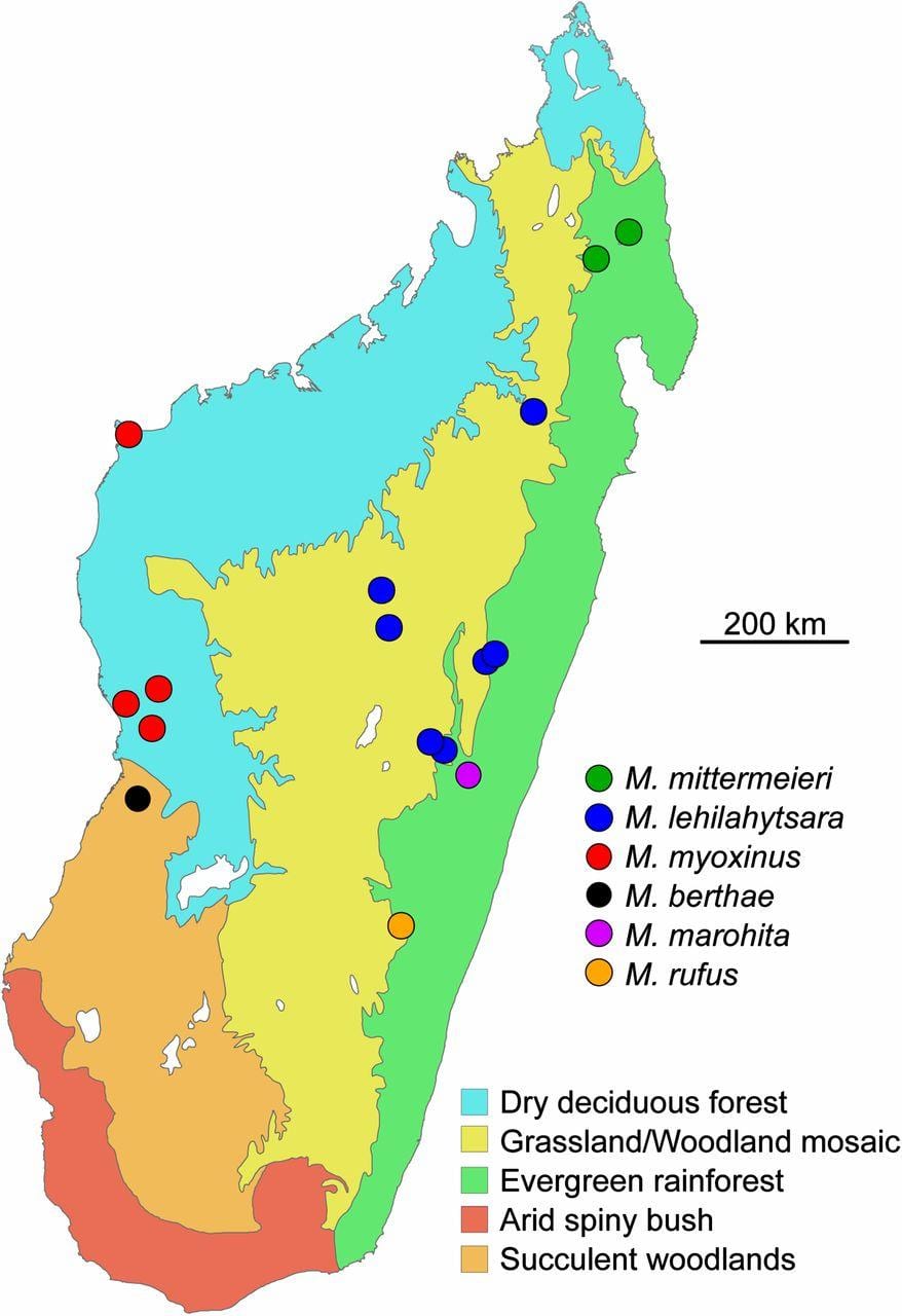 Madagaskar ormanlarının göster