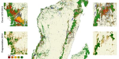Madagaskar ormanların göster 